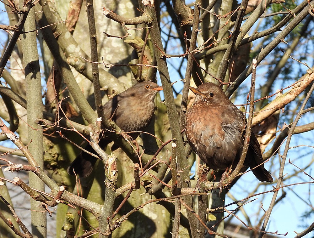 merelvrouwenmeerkerk28012024 2