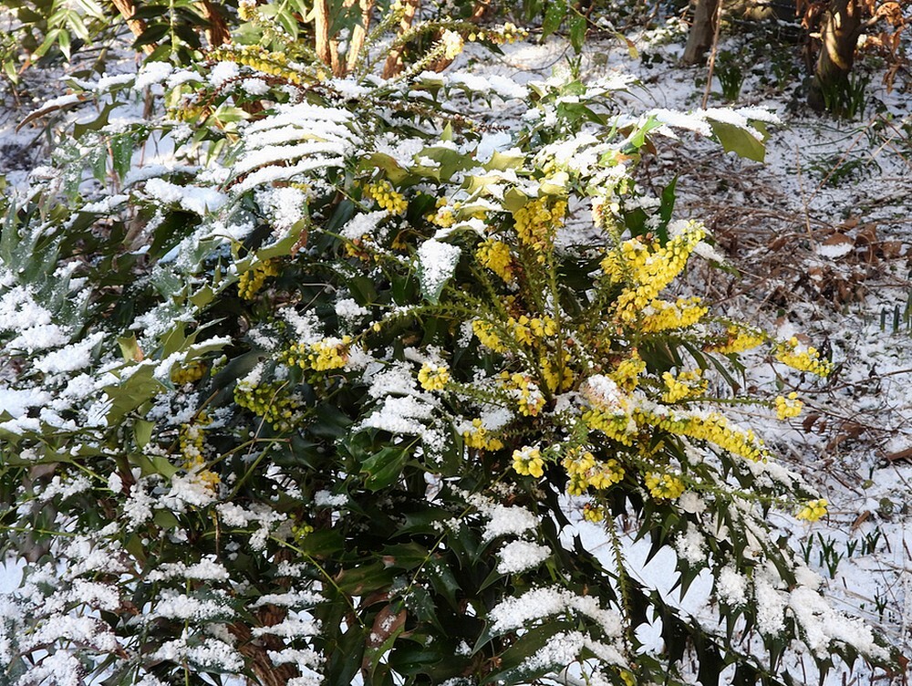 wintermahoniaensneeuwvoortuinmeerkerk19012024