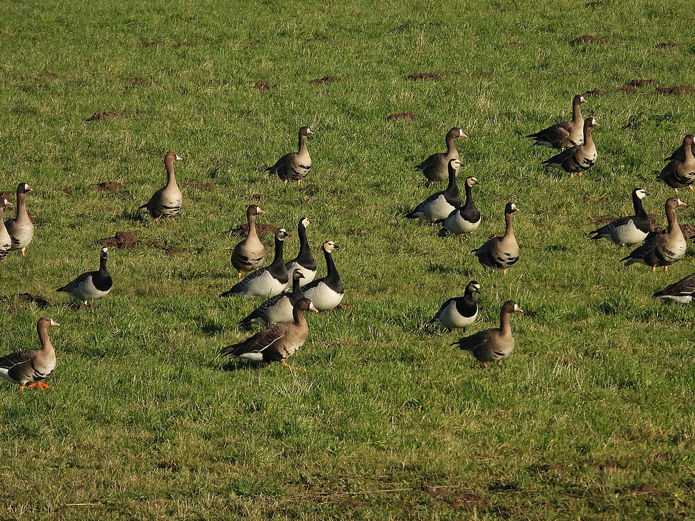 ganzenverstoringlekuiterwaardveerpontvianen13012025 3