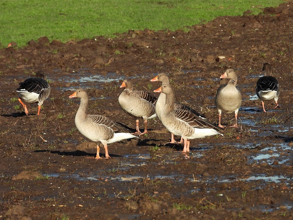 grauweganzennoordeloos09012025