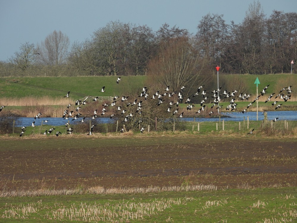 kievitenlekuiterwaardachthoven10012025 4