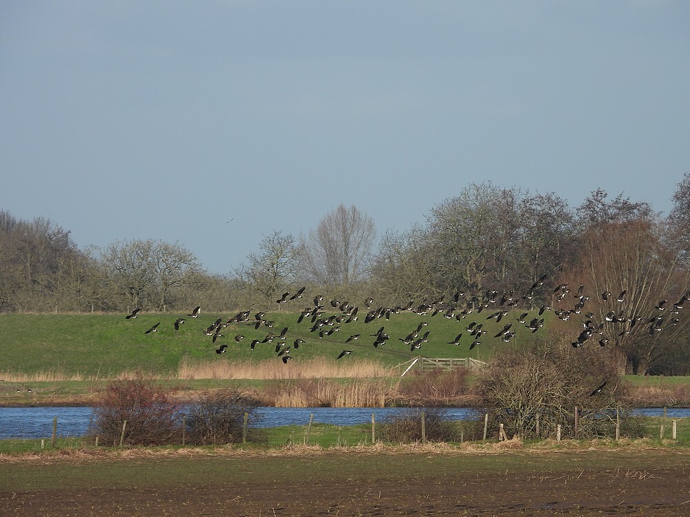 kievitenlekuiterwaardachthoven10012025 5