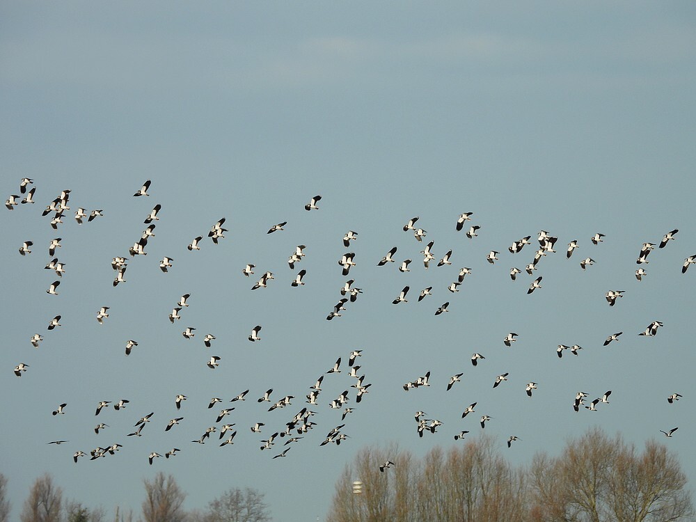 kievitenlekuiterwaardachthoven10012025 6