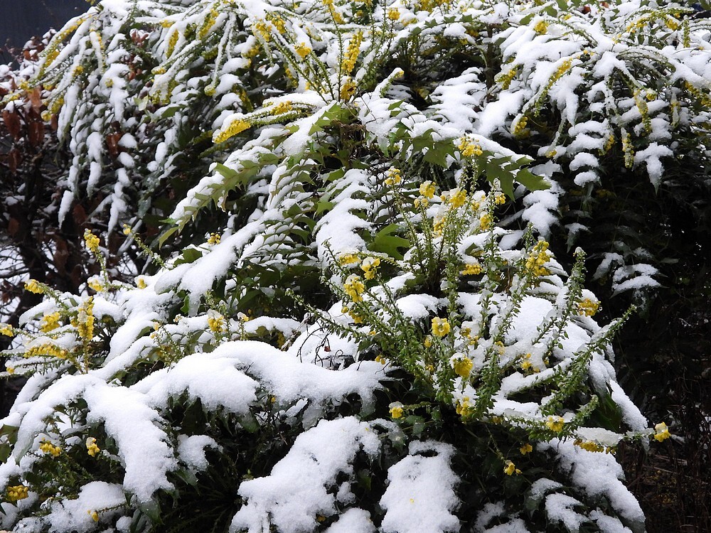 wintermahoniametsneeuwvoortuinmeerkerk05012025