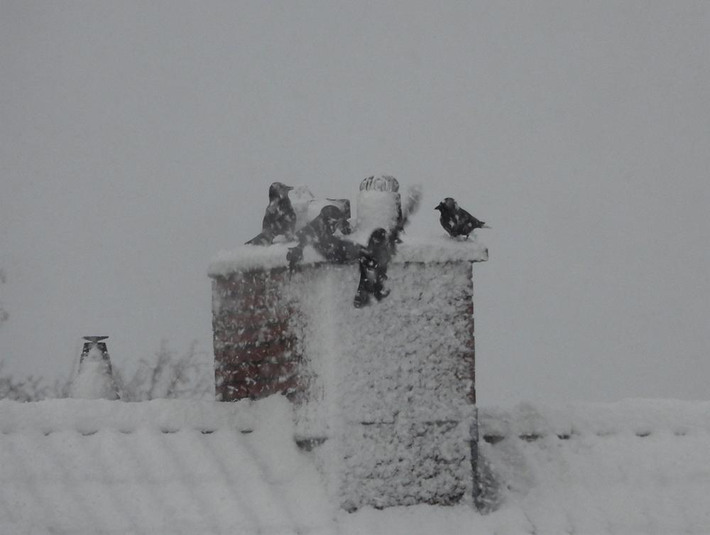 kauwenmeerkerkindesneeuw03012026
