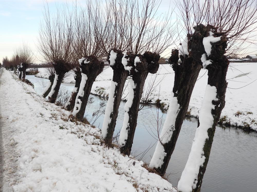 knotwilgenindesneeuwburggraafmeerkerk03012026