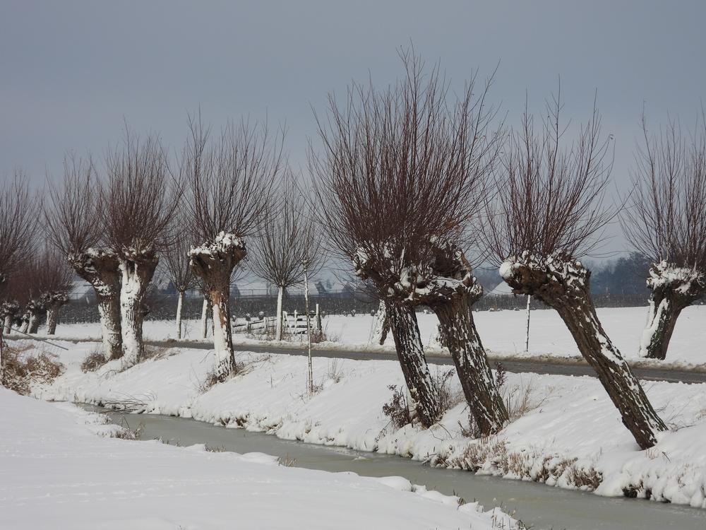 knotwilgenindesneeuwburggraafmeerkerk05012026