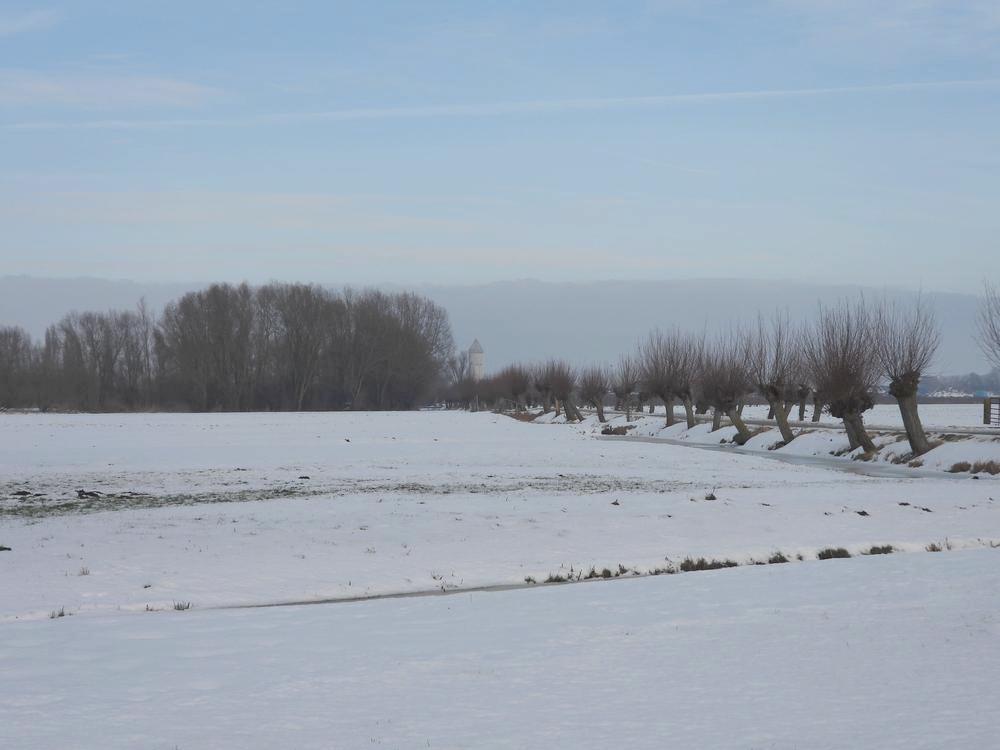 knotwilgenindesneeuwburggraafmeerkerk08012026 1a