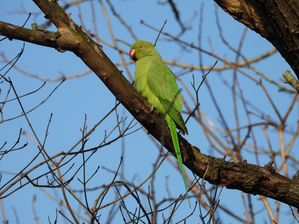 halsbandparkietoudzuilen06022023