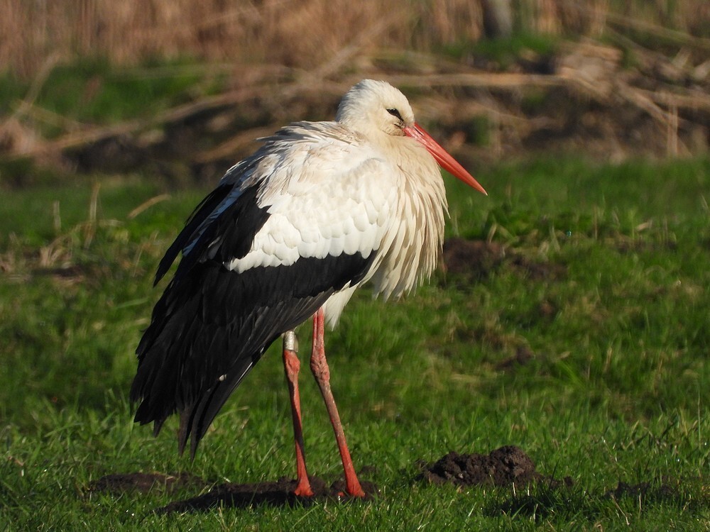 ooievaar7335van2005meerkerkoverwinterendoudzuilen07022023