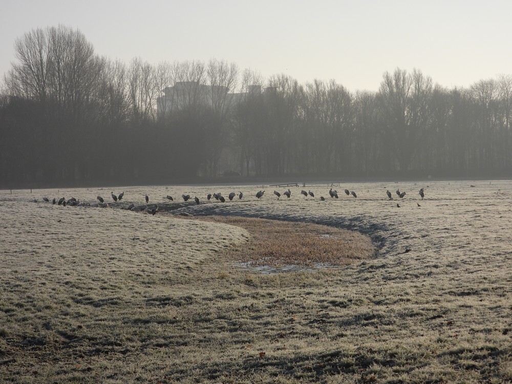 ooievaarsinwinterslandschapoudzuilen07022023 3