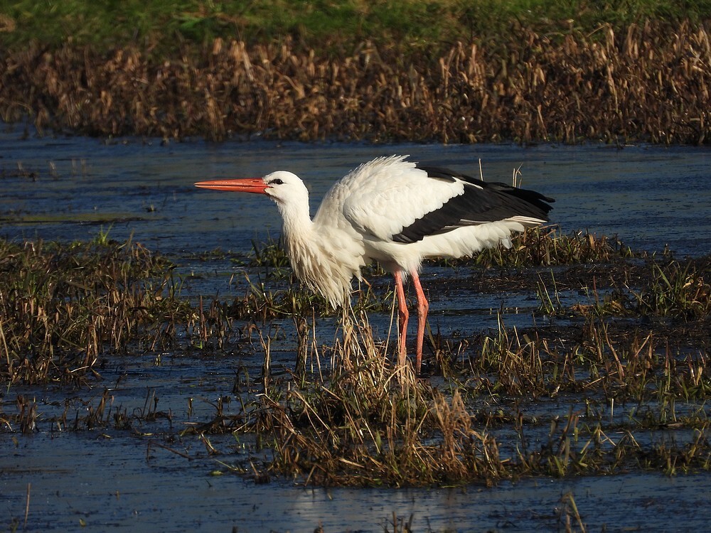 ooievaarsinwinterslandschapoudzuilen07022023 6