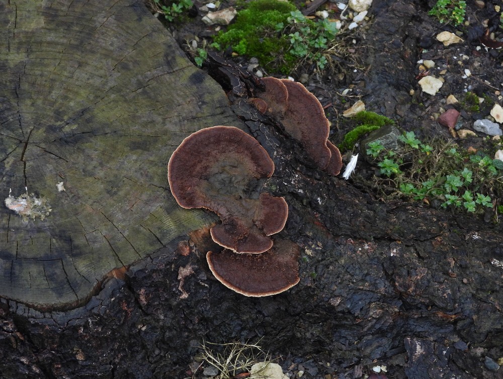 dennenvoetzwambotanischetuinenutrecht16022024