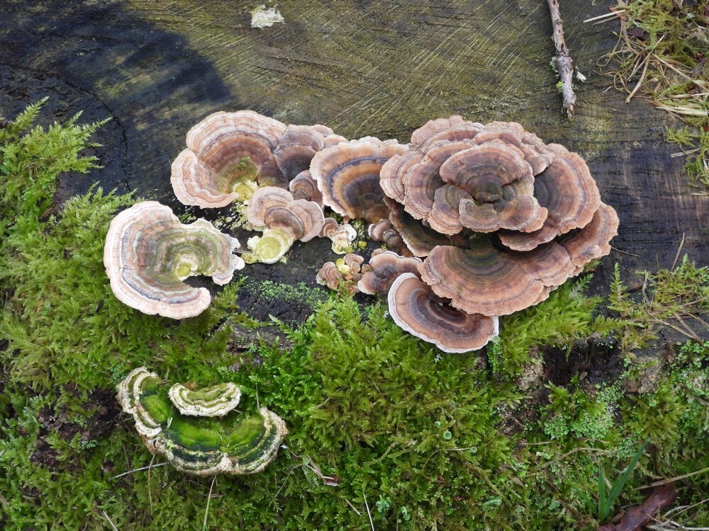 gewoonelfenbankjebotanischetuinenutrecht02022024 1