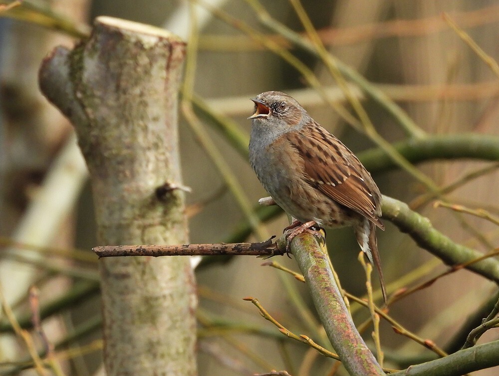 heggenmusbotanischetuinenutrecht28022024