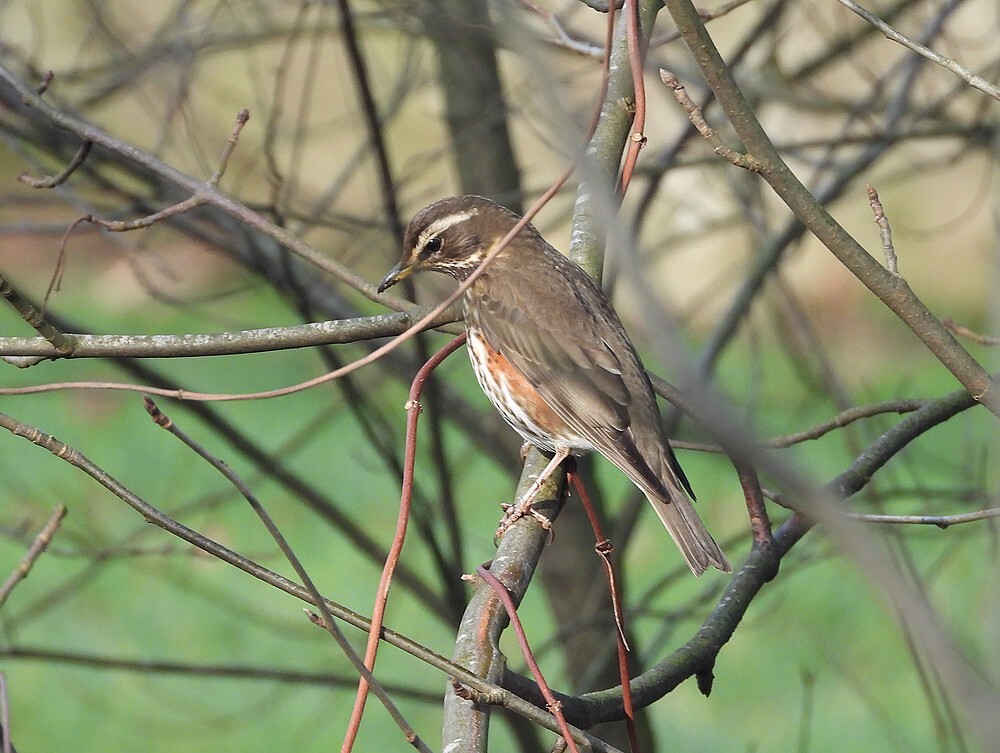 koperwiekbotanischetuinenutrecht13022024 1