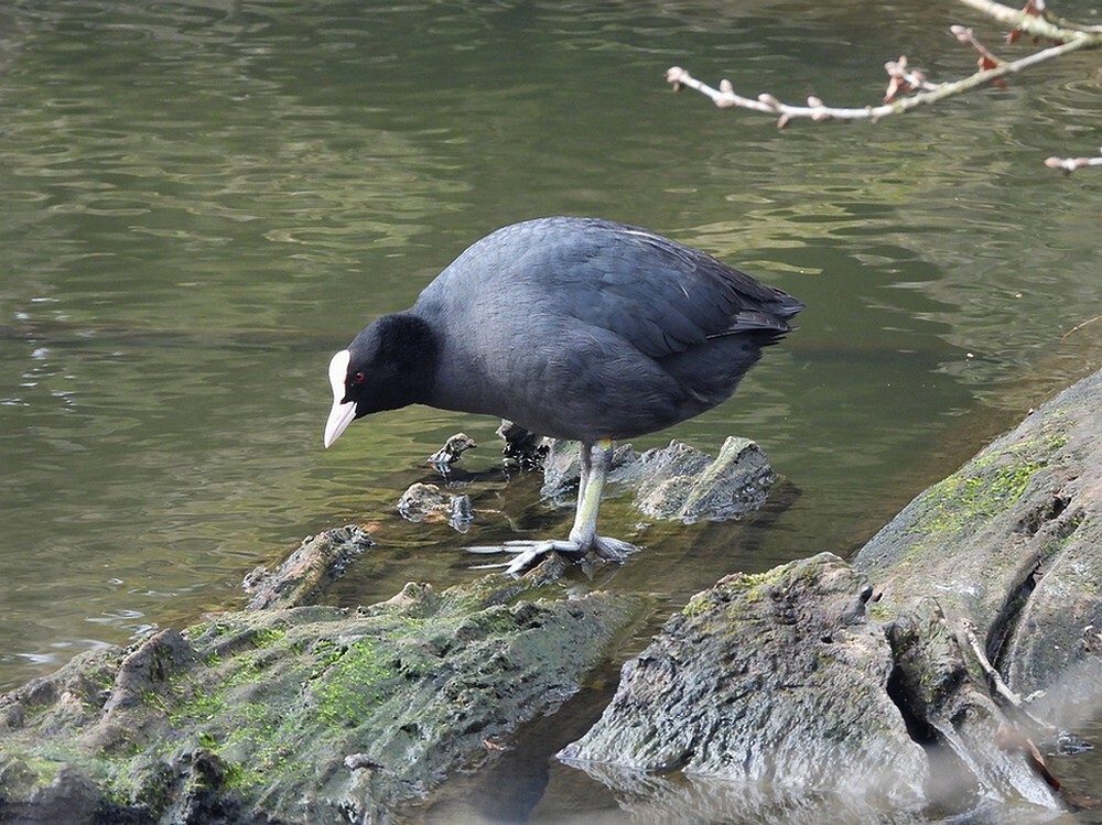 meerkoetfortgrachtbotanischetuinenutrecht28022024