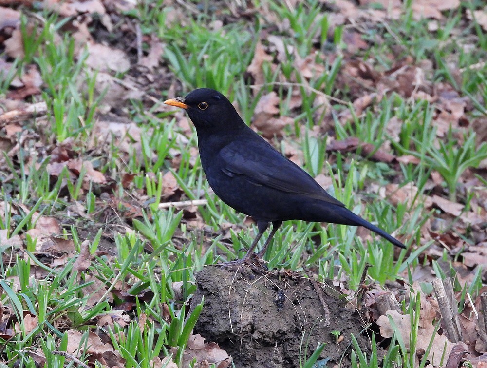 merelmanbotanischetuinenutrecht13022024 1