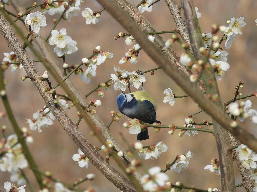 pimpelmeesindejapanseabrikoosbotanischetuinenutrech01022024 1