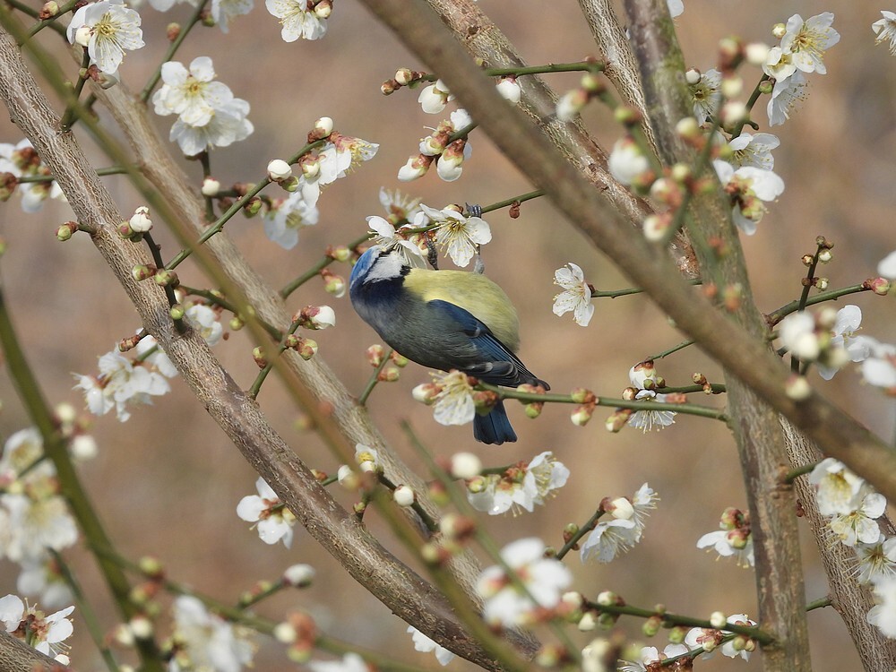pimpelmeesindejapanseabrikoosbotanischetuinenutrech01022024 2
