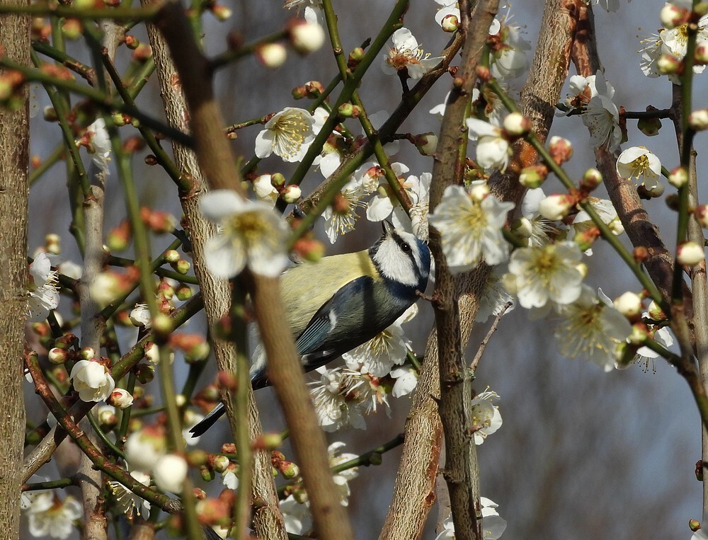 pimpelmeesindejapanseabrikoosbotanischetuinenutrech01022024 5