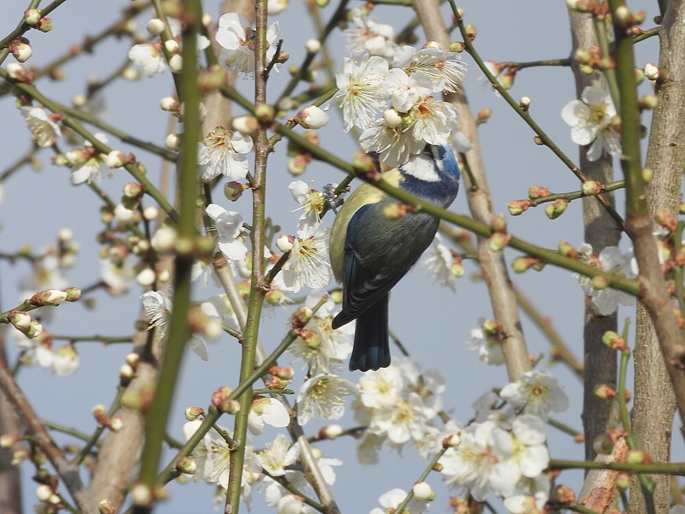 pimpelmeesmetsnavelinde bloesenmvande japanseabrikoosbotanischetuinenutrecht01022024 2