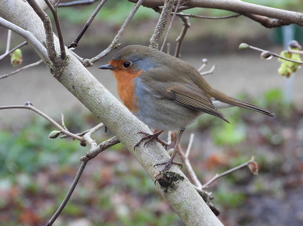 roodborstbotanischetuinenutrecht07022024