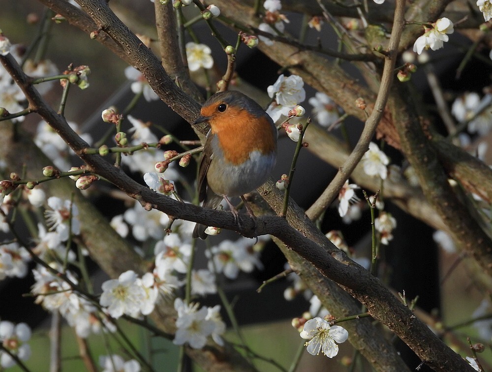 roodborstinjapanseabrikoosbotanischetuinenutrecht01022024 3