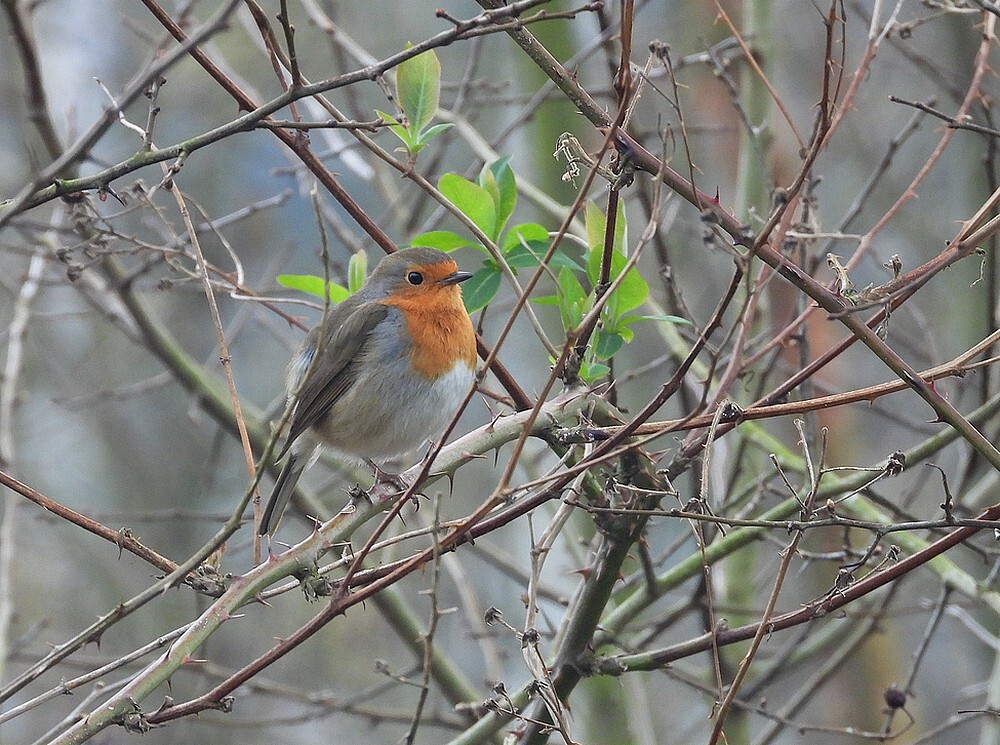 roodborstinkamperfoeliebotanischetuinenutrecht28022024