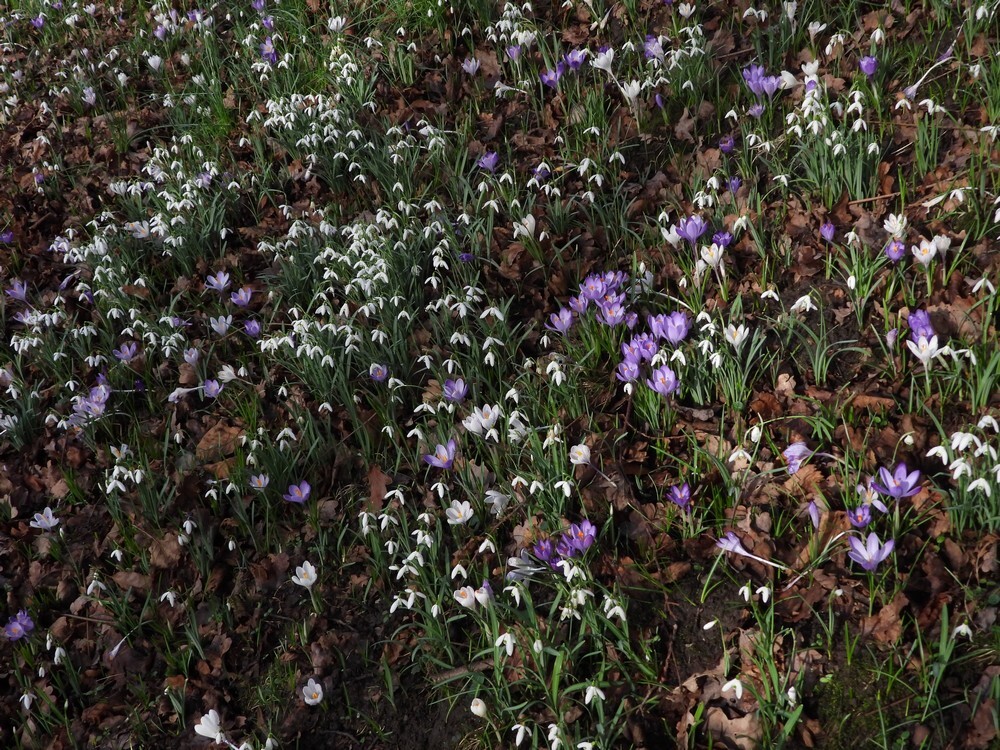 stinzenhellingbotanischetuinenutrecht15022024 4