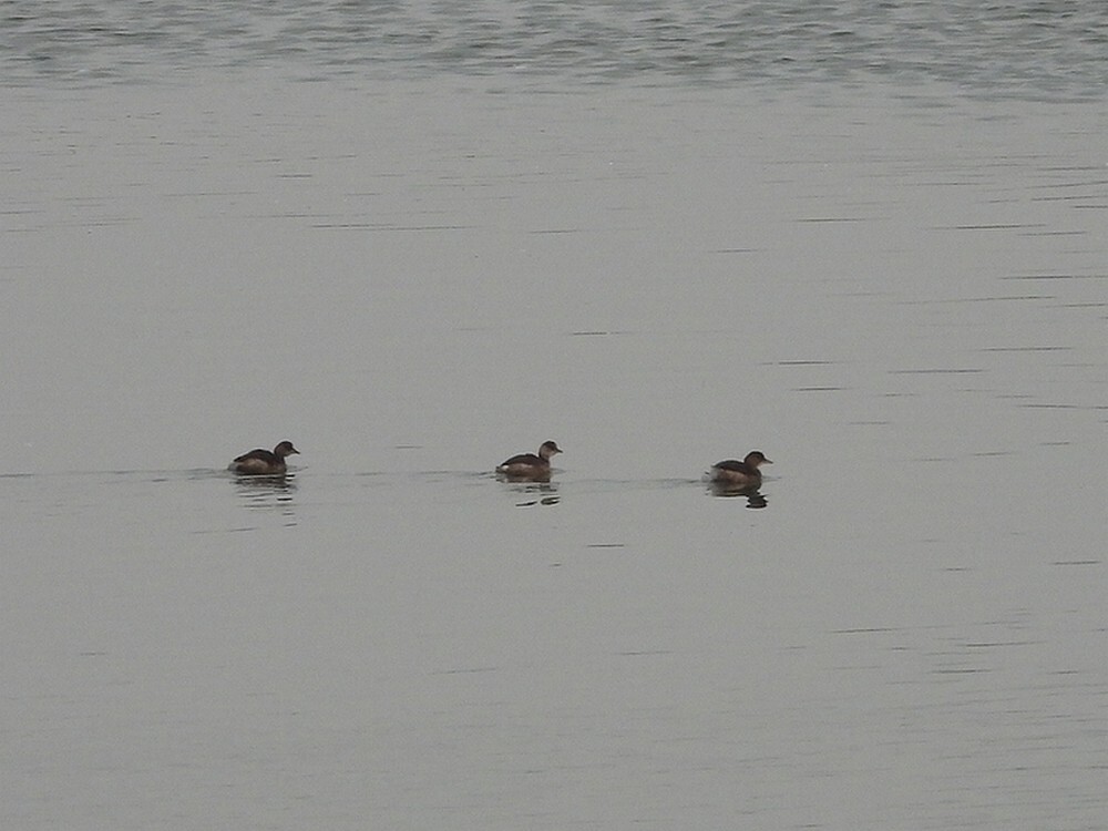 dodaarzenlekeverdingen09022025