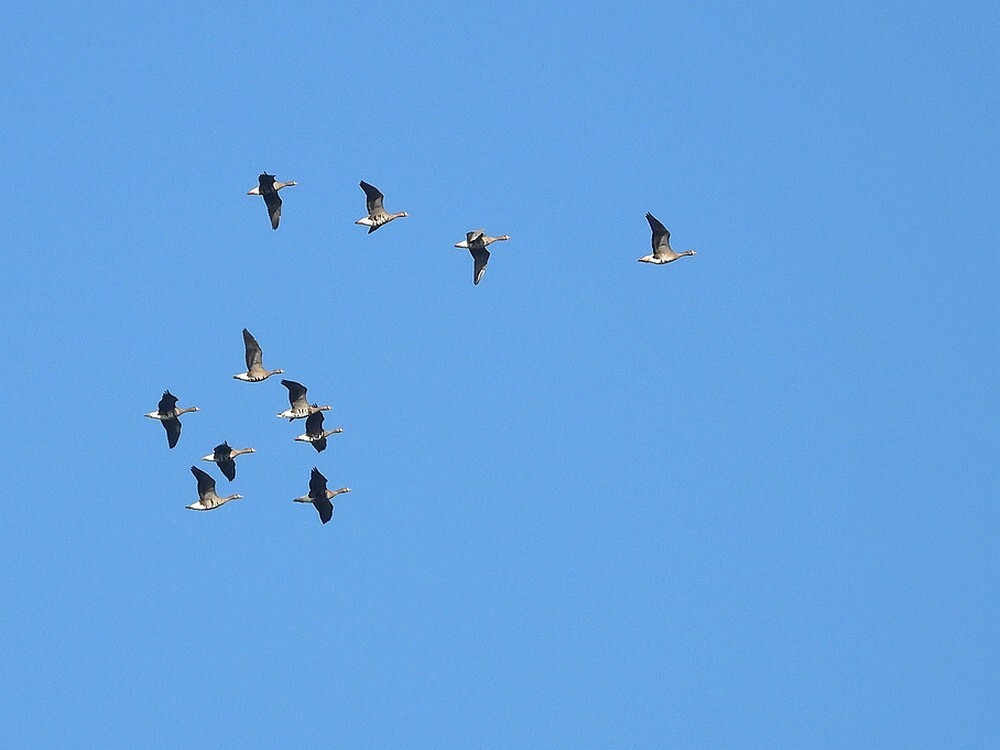 kolganzenviaduchtmeerkerk26022025