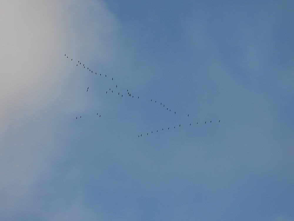 kolganzenviaductmeerkerk23022025 2
