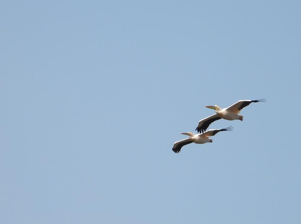 rozepelikaanbeeksebergen16032022 4