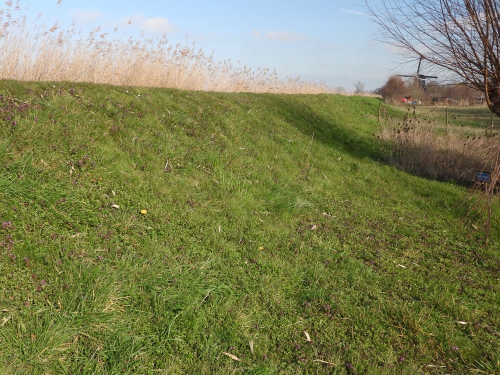zederikadevlietmolenmet voorjaarsbloemenzouweboezem18032023 2