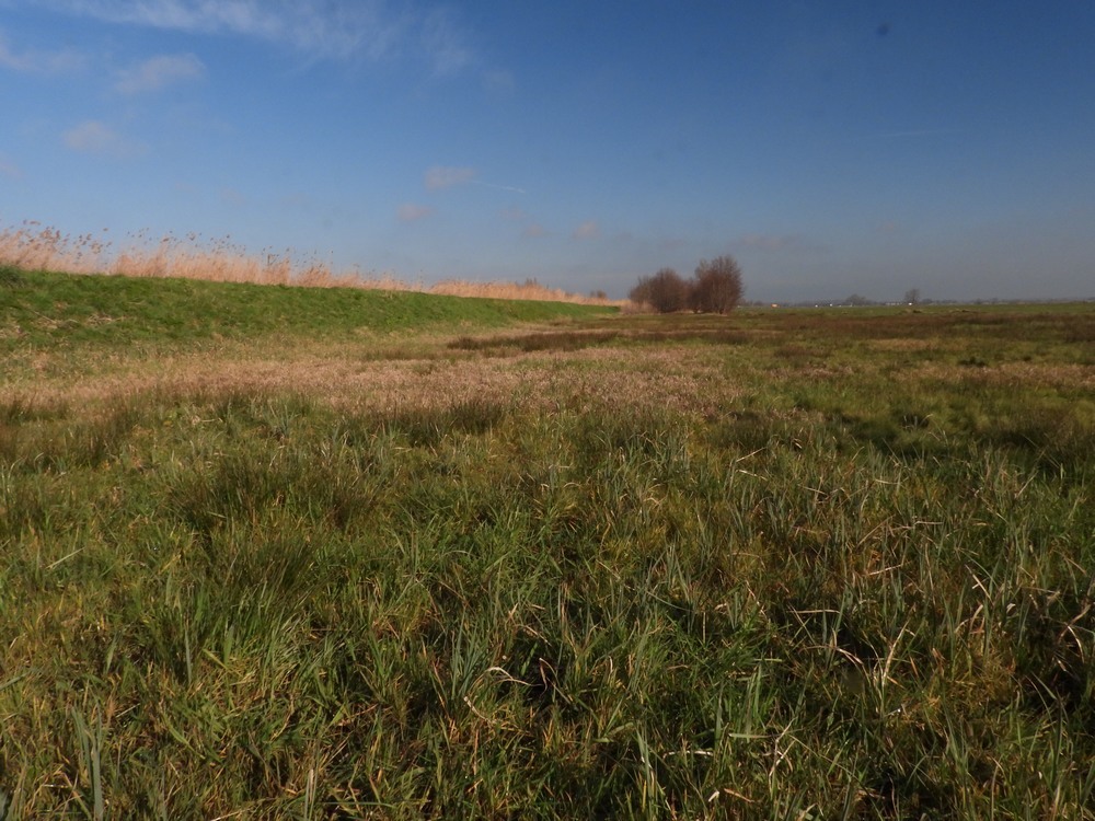 zederikkadebloemenarmzouweboezemmeerkerk18032023 1