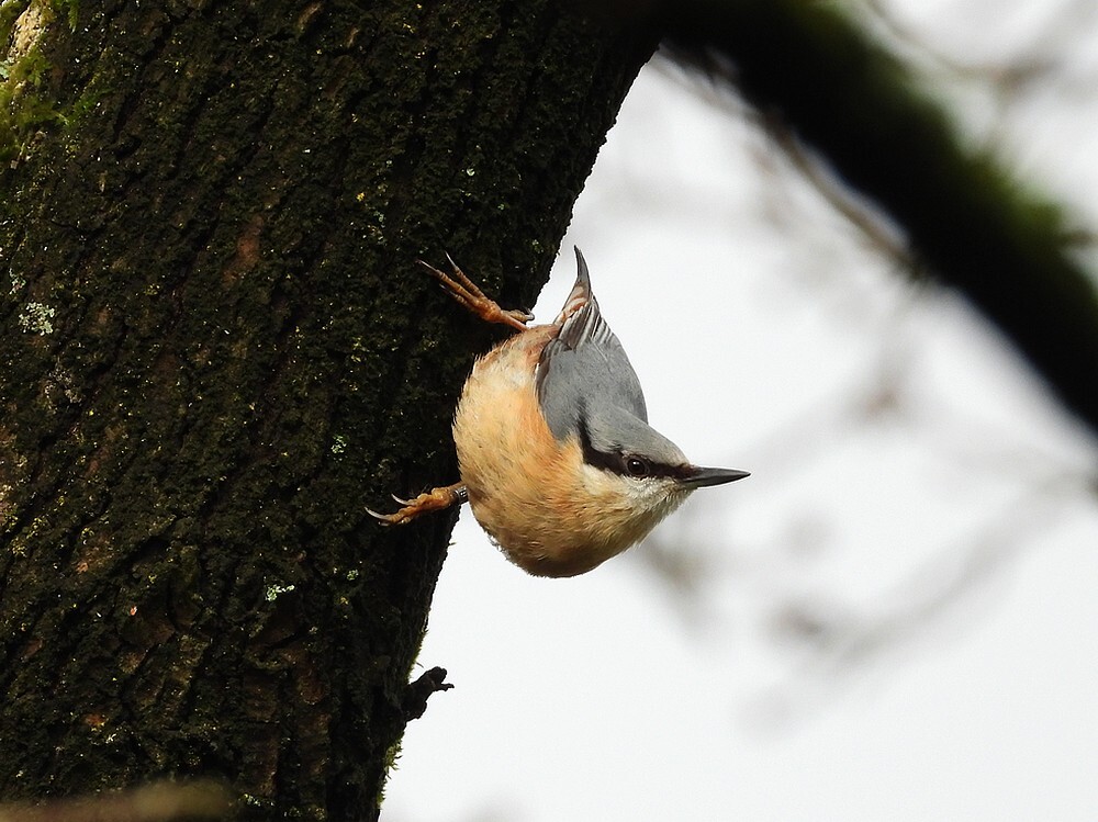boomkleverbuitenfortbotanischetuinenutrecht18032024 1