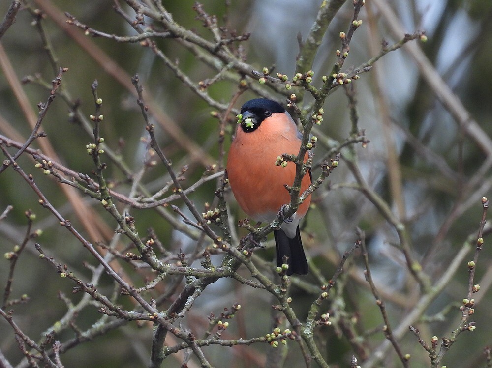 goudvinkmanbotanischetuinenutrecht04032024