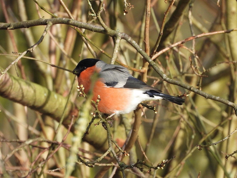goudvinkmaningewoneesbotanischetuinenutrecht01032024 5