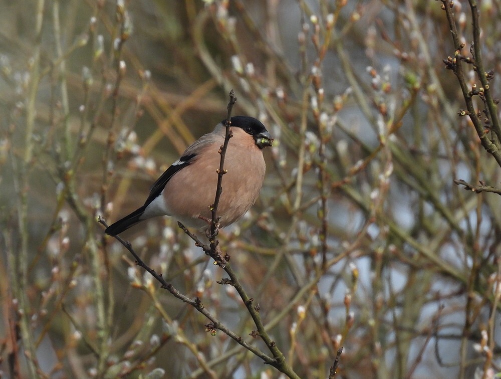 goudvinkvrouwbotanischetuinenutrecht04032024 2
