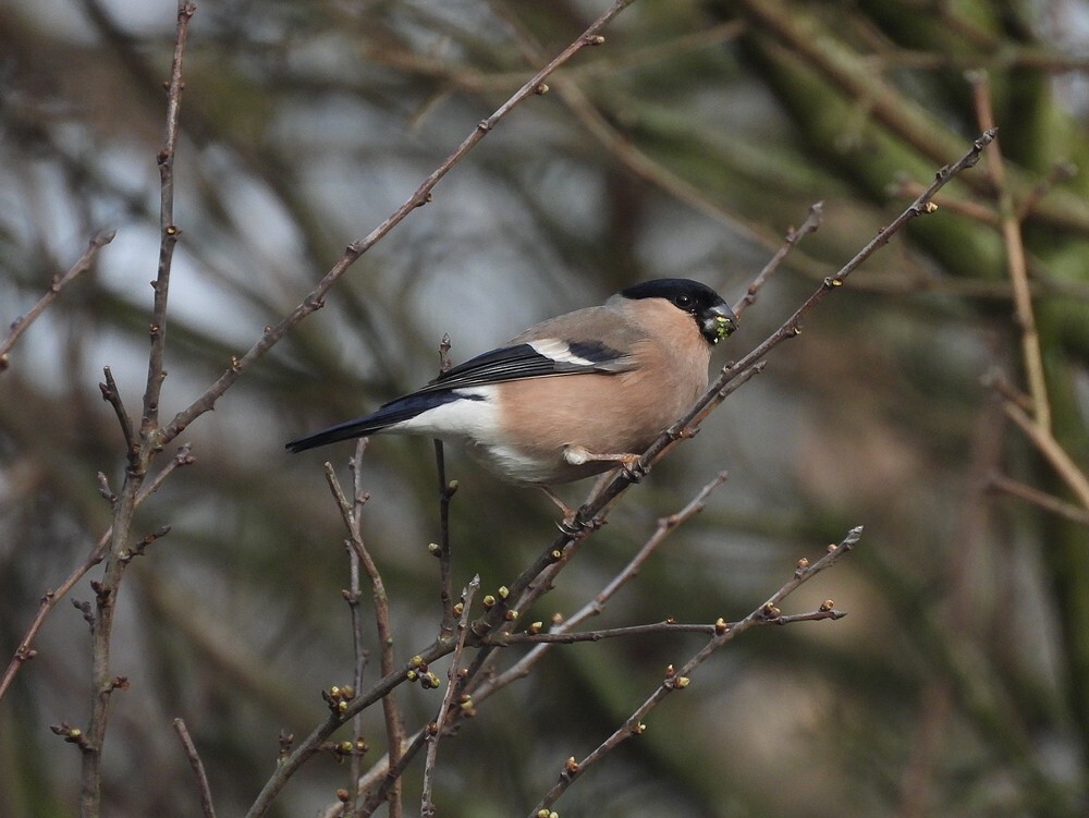 goudvinkvrouwbotanischetuinenutrecht04032024 4