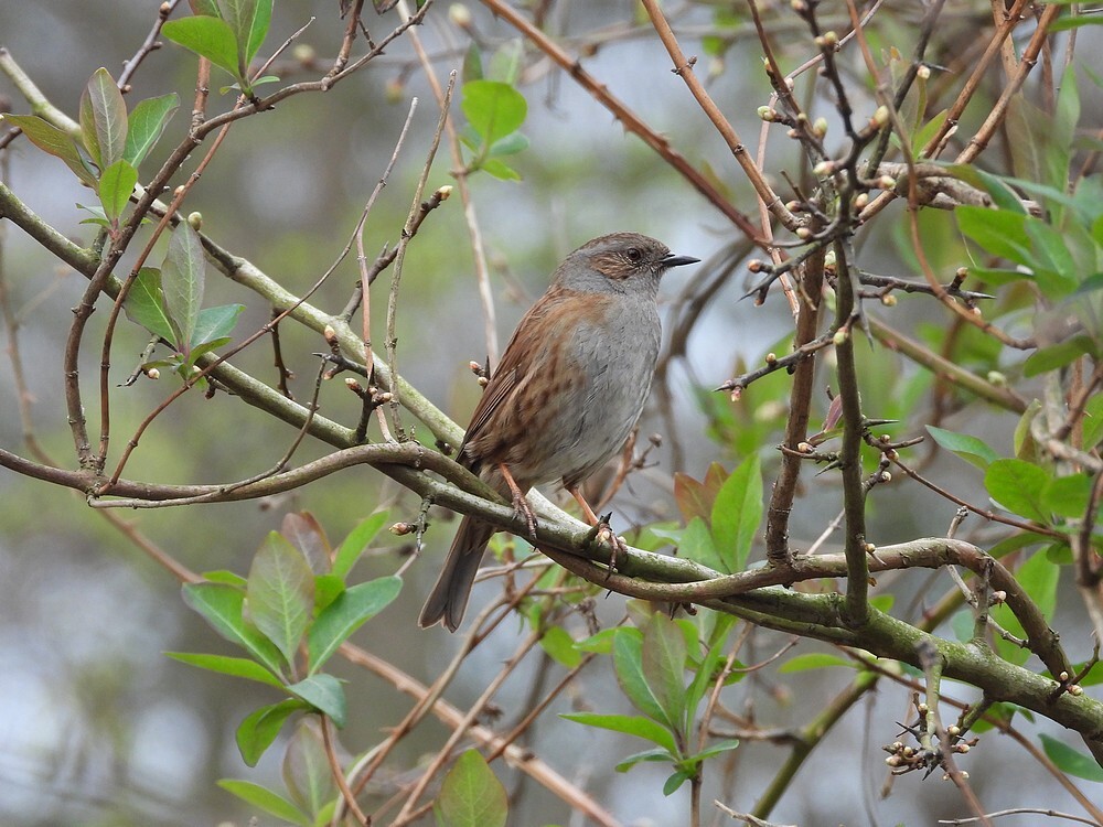 heggenmusbuitenfortbotanischetuinenutrecht10032024