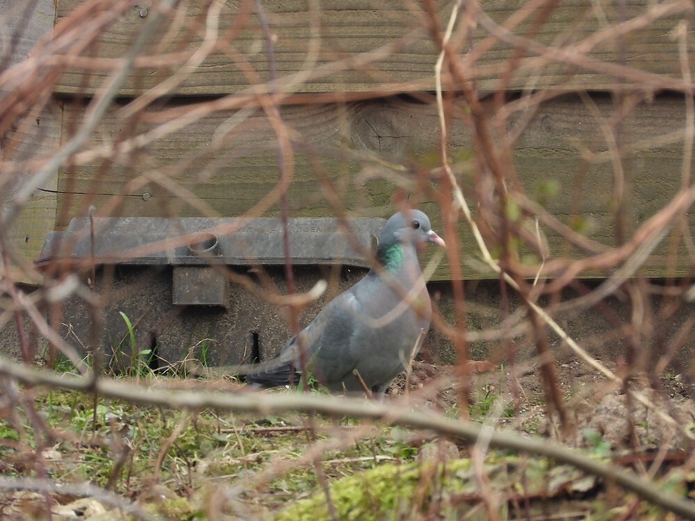 holenduifvogelhutbuitenfortbotanischetuinenutrecht10032024