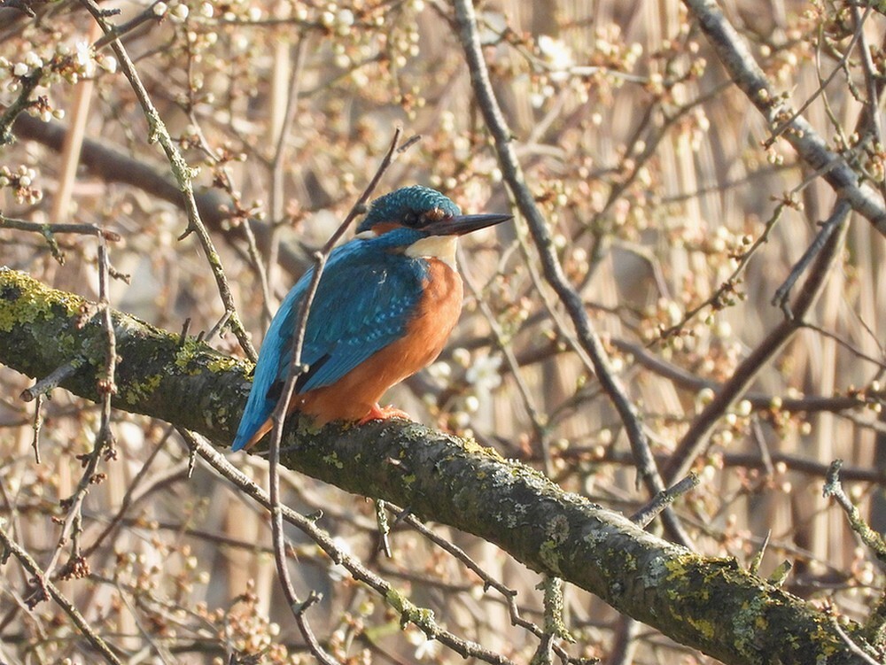 ijsvogelmanbotanischetuinenutrecht08032024