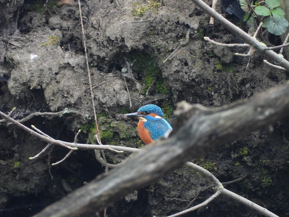 ijsvogelmanfortgrachtbotanischetuinenutrecht10032024