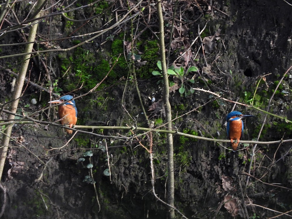 ijsvogelpaarfortgrachtbotanischetuinenutrecht14032024
