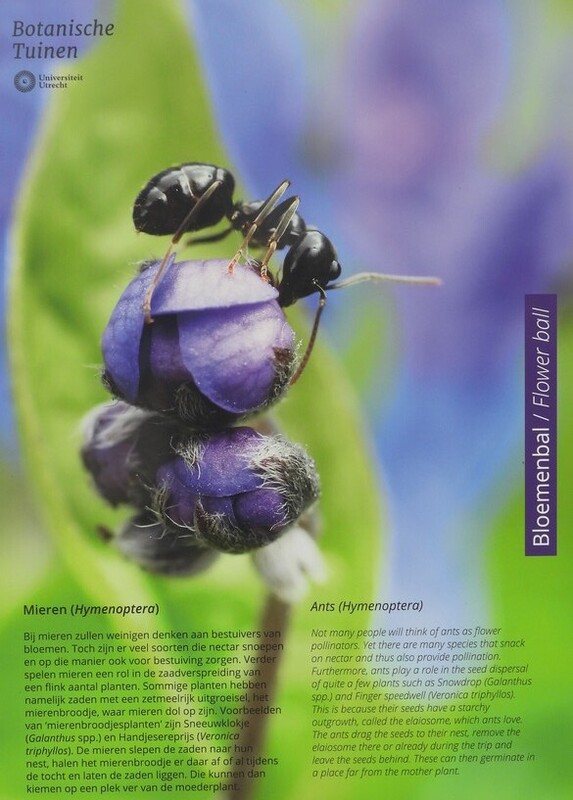 mierenhbloemenbalplantinsectbotanischetuinenutrecht19032024