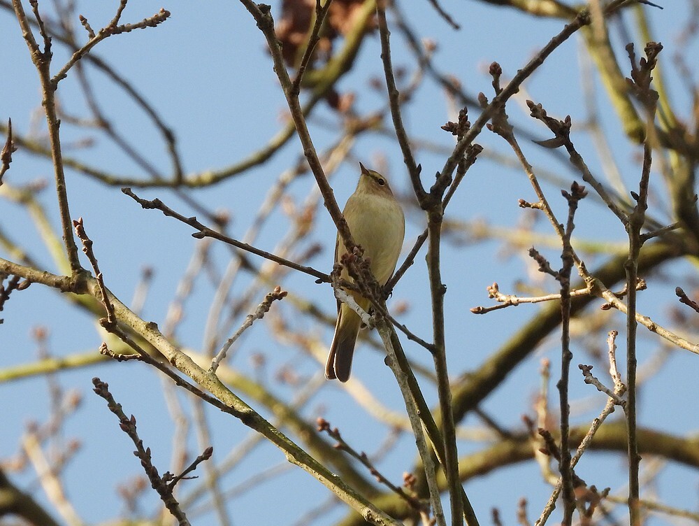 tjiftjafrotstuinbotanischetuinenutrecht14032024