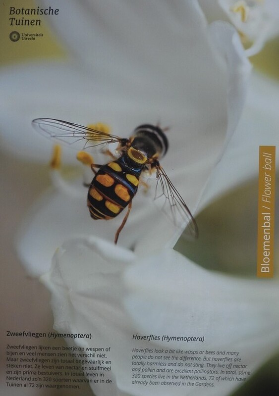 zweefvliegenbloemenbalplantinsectbotanischetuinenutrecht19032024