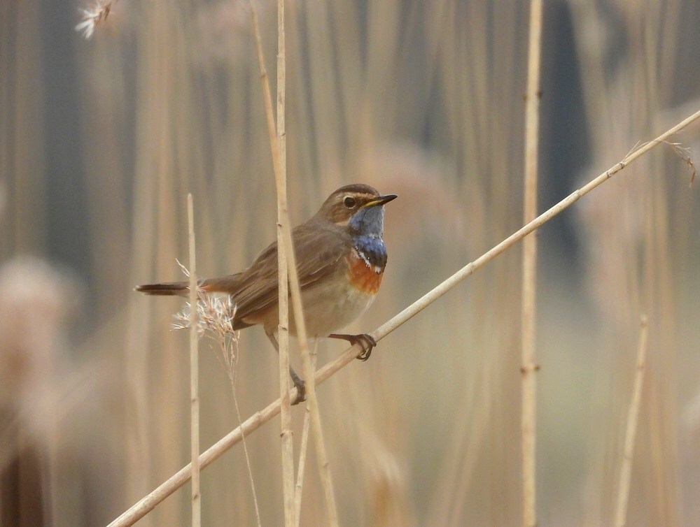 blauwborstzouweboezem22032025 2